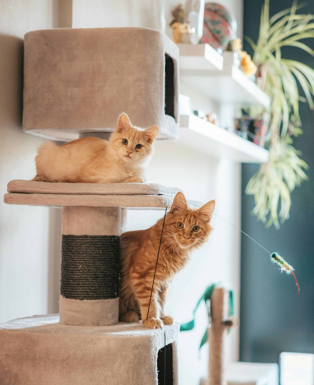 Pet collection