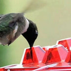 COMEDERO DE COLIBRIS