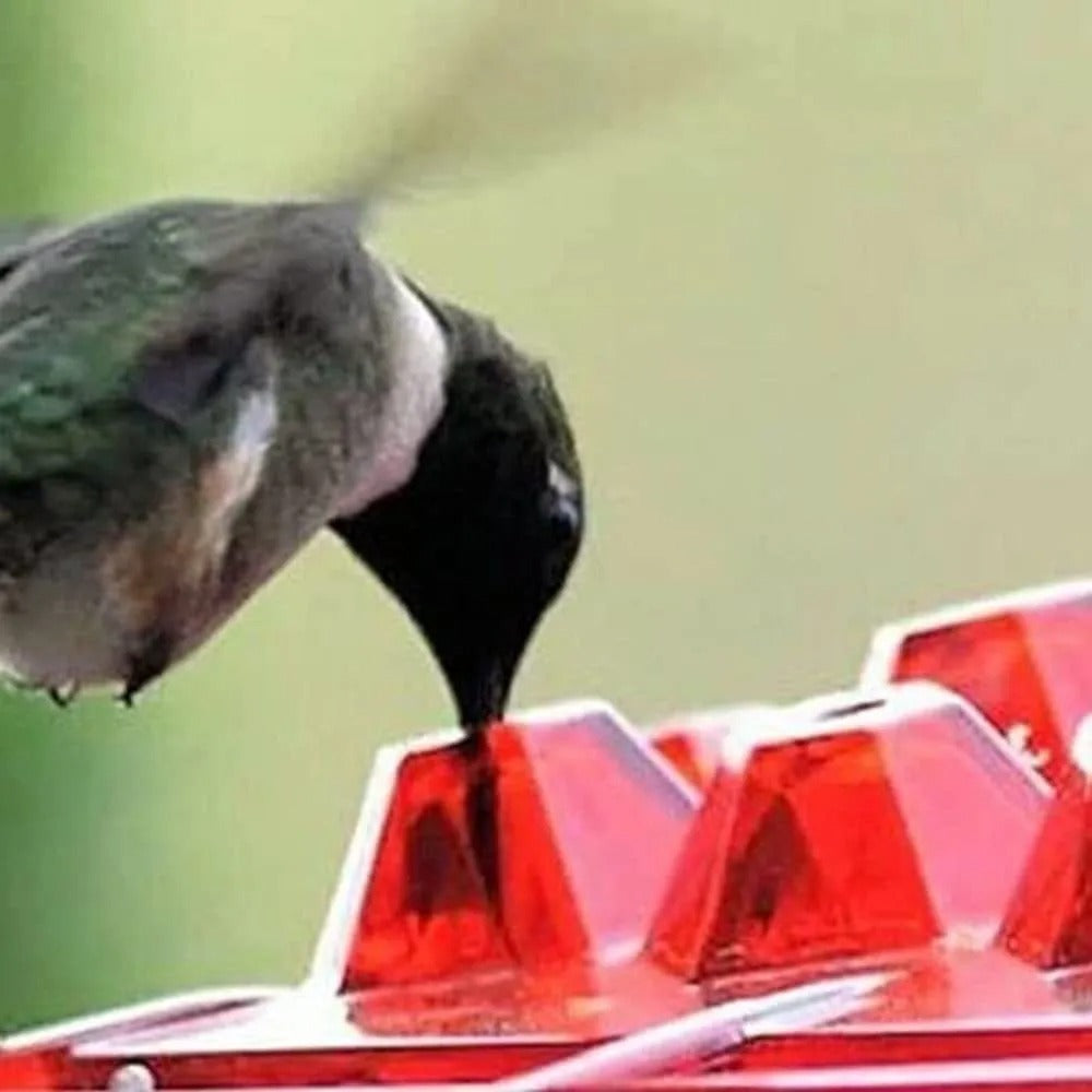 COMEDERO DE COLIBRIS